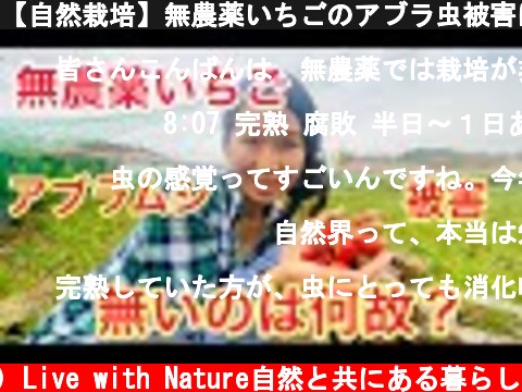 【自然栽培】無農薬いちごのアブラ虫被害について4年目の農家が赤裸々に話しました  (c) Live with Nature自然と共にある暮らし